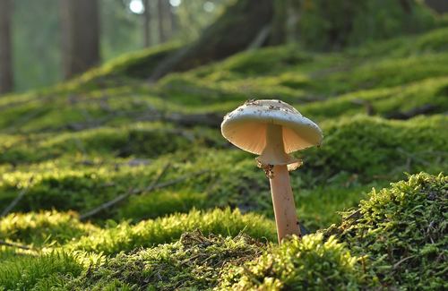 Photo illustrant le mot « champignon », exemple pour travailler le son [gn] au CP.