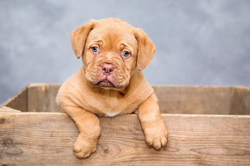 Photo illustrant le mot « chien », exemple pour travailler le son [ien / ion] au CP.