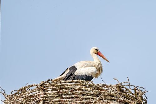 Photo illustrant le mot « cigogne », exemple pour travailler le son [gn] au CP.