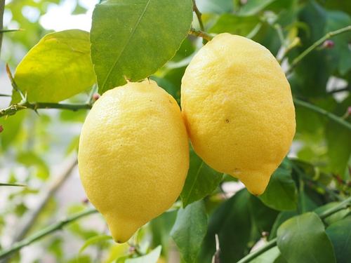 Photo illustrant le mot « citron », exemple pour travailler le son [on / om] au CP.