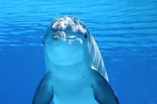Photo illustrant le mot « dauphin », exemple pour travailler le son [ph] au CP.