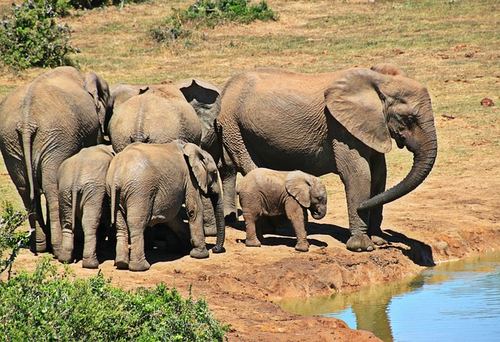 Photo illustrant le mot « éléphant », exemple pour travailler le son [an / am] au CP.