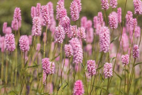 Photo illustrant le mot « fleur », exemple pour travailler le son [eu / œu] au CP.