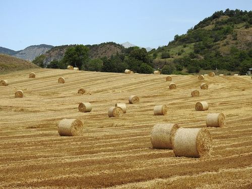 Photo illustrant le mot « foin », exemple pour travailler le son [oin] au CP.