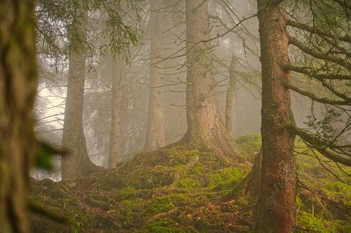 Photo illustrant le mot « forêt », exemple pour travailler le son [ai / ei / ê] au CP.