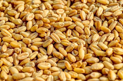 Photo illustrant le mot « grain », exemple pour travailler le son [ain / ein] au CP.