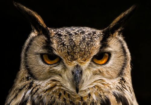 Photo illustrant le mot « hibou », exemple pour travailler le son [ou] au CP.