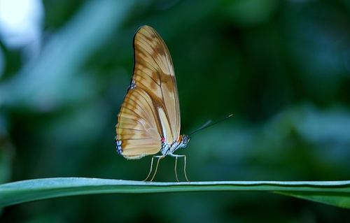 Photo illustrant le mot « insecte », exemple pour travailler le son [in / im] au CP.