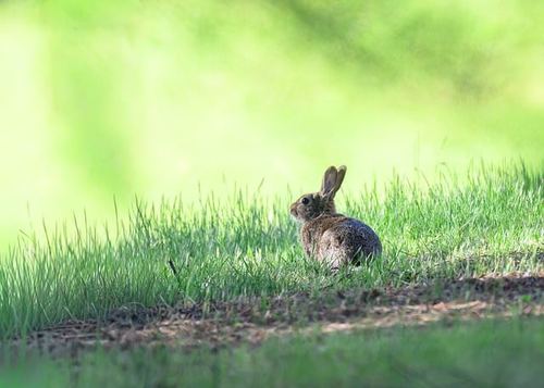 Photo illustrant le mot « lapin », exemple de mot travaillé en lecture au CP.