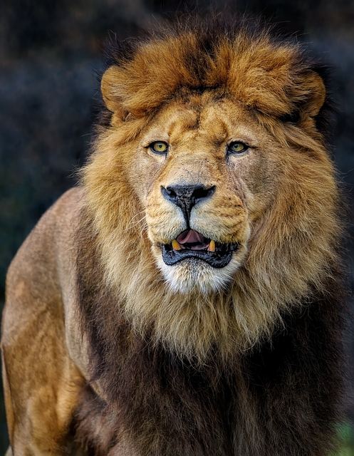 Photo illustrant le mot « lion », exemple pour travailler le son [ien / ion] au CP.