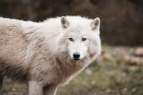 Photo illustrant le mot « loup », exemple pour travailler le son [ou] au CP.