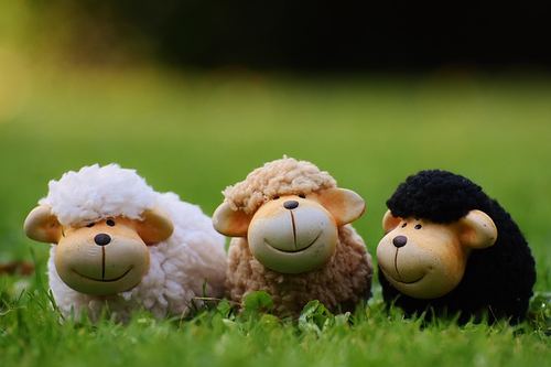 Photo illustrant le mot « mouton », exemple pour travailler le son [ou] au CP.