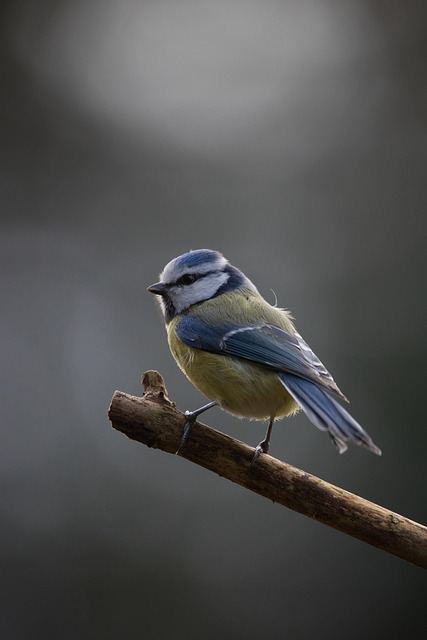 Photo illustrant le mot « oiseau », exemple pour travailler le son [oi] au CP.