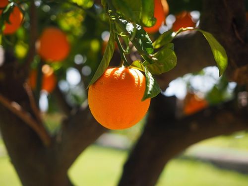 Photo illustrant le mot « orange », exemple pour travailler le son [an / am] au CP.