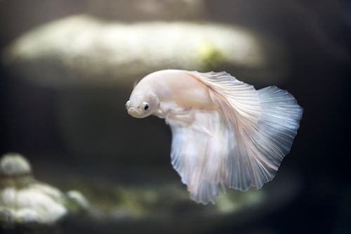 Photo illustrant le mot « poisson », exemple de mot travaillé en lecture au CP.