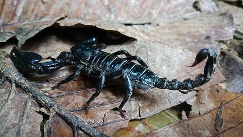 Photo illustrant le mot « scorpion », exemple pour travailler le son [ien / ion] au CP.