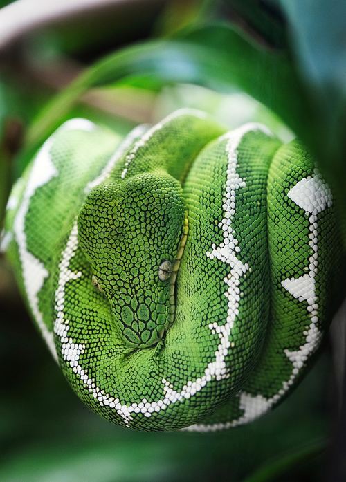 Photo illustrant le mot « serpent », exemple pour travailler le son [en / em] au CP.
